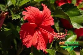 Imagem Mudas de Hibisco Cerca Viva Imagem Mudas de Hibisco Cerca Viva