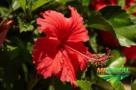 Mudas de Hibisco Cerca Viva Imagem Mudas de Hibisco Cerca Viva