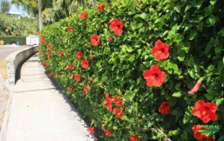 Mudas de Hibisco Cerca Viva Imagem Mudas de Hibisco Cerca Viva