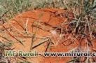 Combate a formigas cortadeiras: produto com princípio  base de farelo de soja !!