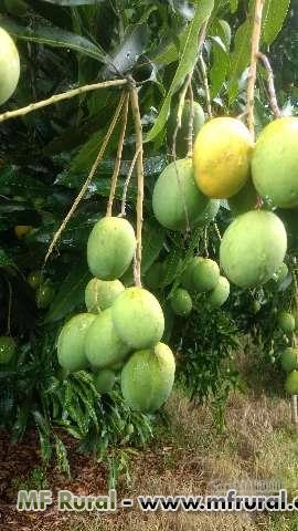 Manga Ubá Imagem Manga Ubá