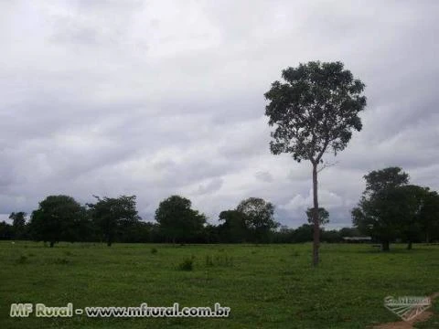 FAZENDA A VENDA NO MUNICÍPIO DE COCALINHO MATO GROSSO