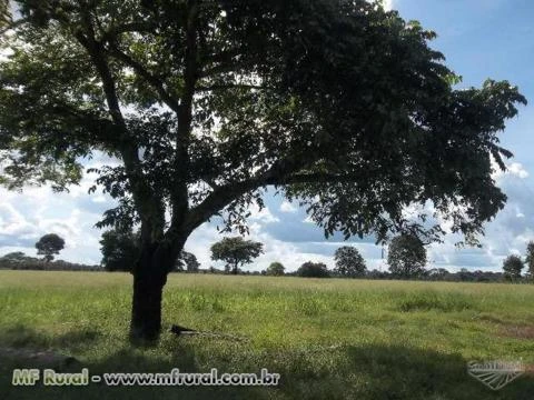 FAZENDA A VENDA NO MUNICÍPIO DE COCALINHO MATO GROSSO