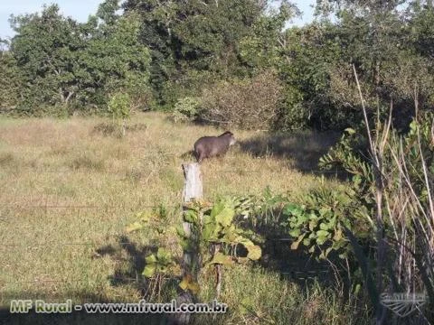 FAZENDA A VENDA NO MUNICÍPIO DE COCALINHO MATO GROSSO