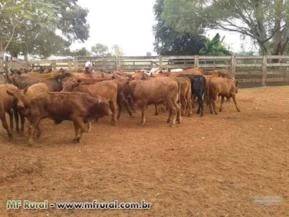 Lotes a venda gado de primeira Brafor Angus Red Angus, Brangus.