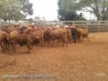 Lotes a venda gado de primeira Brafor Angus Red Angus, Brangus. Imagem Lotes a venda gado de primeira Brafor Angus Red Angus, Brangus.