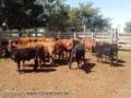 Lotes a venda gado de primeira Brafor Angus Red Angus, Brangus. Imagem Lotes a venda gado de primeira Brafor Angus Red Angus, Brangus.