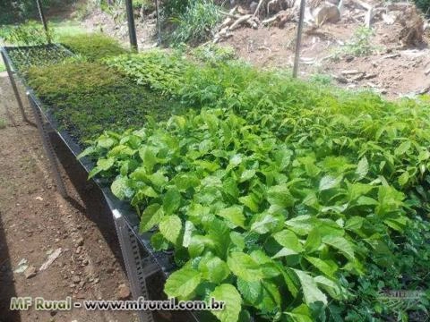 Mudas de Árvores nativas Imagem Mudas de Árvores nativas