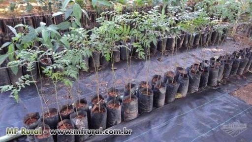 Imagem Mudas de Árvores nativas Imagem Mudas de Árvores nativas