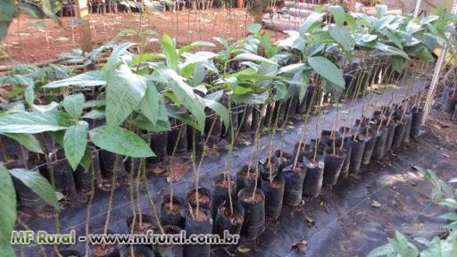 Imagem Mudas de Árvores nativas Imagem Mudas de Árvores nativas