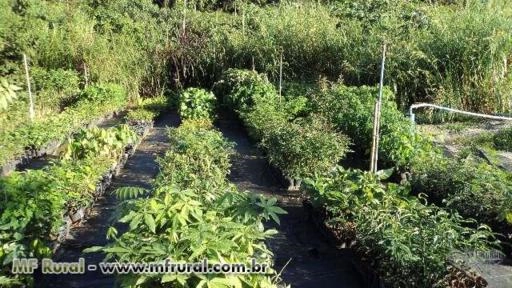 Imagem Mudas de Árvores nativas Imagem Mudas de Árvores nativas