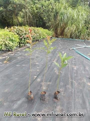 Imagem Mudas de Árvores nativas Imagem Mudas de Árvores nativas