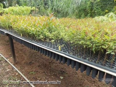 Imagem Mudas de Árvores nativas Imagem Mudas de Árvores nativas