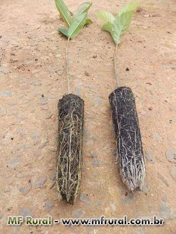 Imagem Mudas de Árvores nativas Imagem Mudas de Árvores nativas