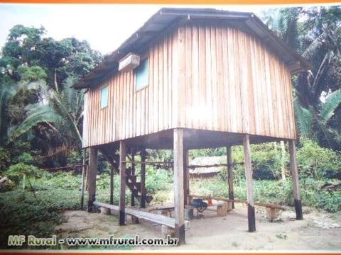Vendo Fazenda coberta por floresta nativa da amazônia, cheia de madeira de lei