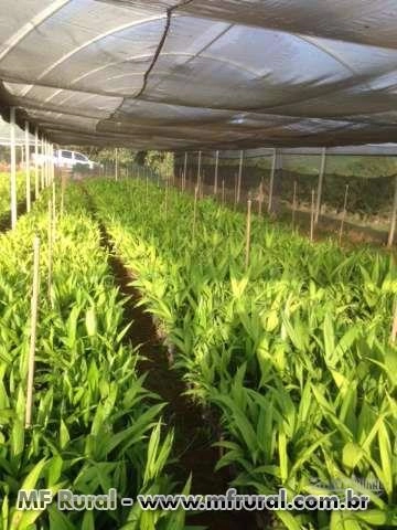 Mudas de Palmito Pupunha sem espinhos pronto para o plantio Imagem Mudas de Palmito Pupunha sem espinhos pronto para o plantio