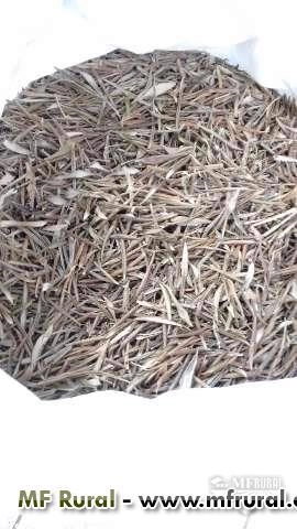 Folhas de Oliveira Para Chá Imagem Folhas de Oliveira Para Chá