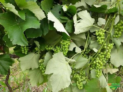 UVAS ISABEL PRECOCE Imagem UVAS ISABEL PRECOCE