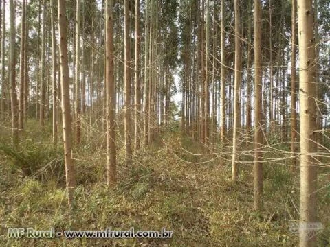 VENDO FLORESTA DE EUCALIPTO