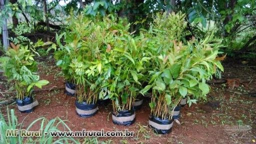 Mudas Florestais Nativas Imagem Mudas Florestais Nativas