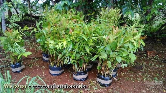 Mudas Florestais Nativas Imagem Mudas Florestais Nativas