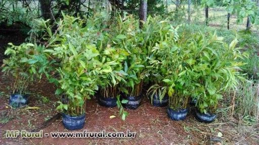 Imagem Mudas Florestais Nativas Imagem Mudas Florestais Nativas