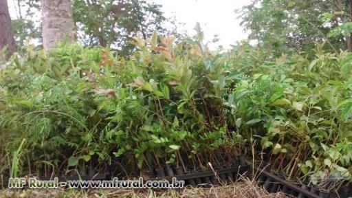Imagem Mudas Florestais Nativas Imagem Mudas Florestais Nativas