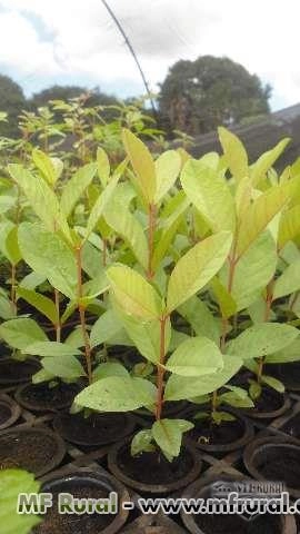 Imagem Mudas Florestais Nativas Imagem Mudas Florestais Nativas