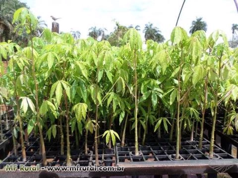 Imagem Mudas Florestais Nativas Imagem Mudas Florestais Nativas