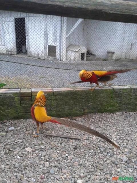 Faisão Dourado