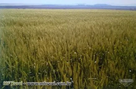 Fazenda com 1080 hectares em São Borja