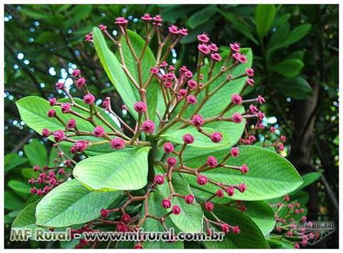 Imagem Mudas de Plantas Medicinais Imagem Mudas de Plantas Medicinais