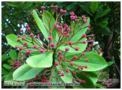 Mudas de Plantas Medicinais Imagem Mudas de Plantas Medicinais
