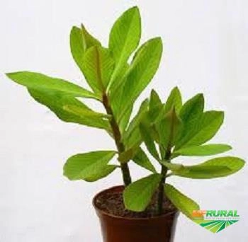 Imagem Mudas de Plantas Medicinais Imagem Mudas de Plantas Medicinais