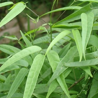 Imagem Mudas de Plantas Medicinais Imagem Mudas de Plantas Medicinais
