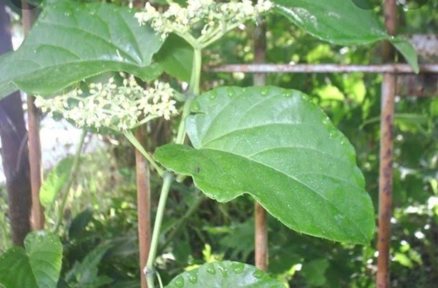 Imagem Mudas de Plantas Medicinais Imagem Mudas de Plantas Medicinais