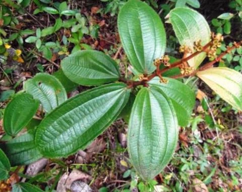 Imagem Mudas de Plantas Medicinais Imagem Mudas de Plantas Medicinais