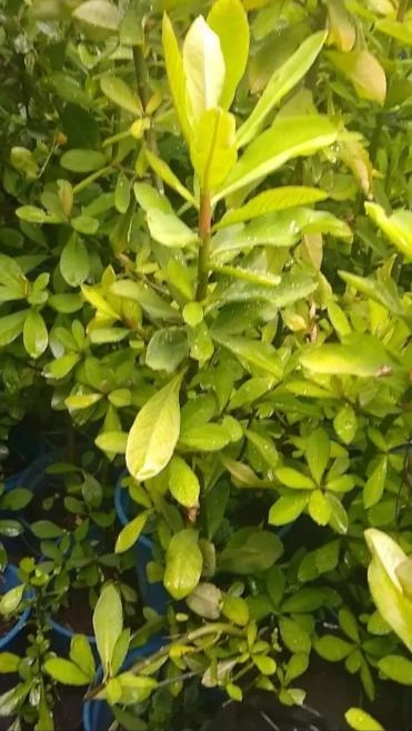 Mudas de Plantas Medicinais Imagem Mudas de Plantas Medicinais