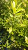 Mudas de Plantas Medicinais Imagem Mudas de Plantas Medicinais