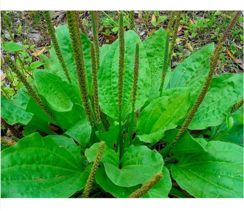 Imagem Mudas de Plantas Medicinais Imagem Mudas de Plantas Medicinais