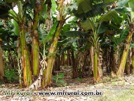 Vende-se Sitio de Banana produzindo 14 alqueires