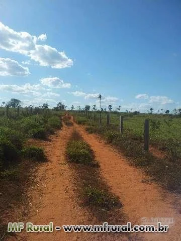 Fazenda do Norte MT, Xingu!!