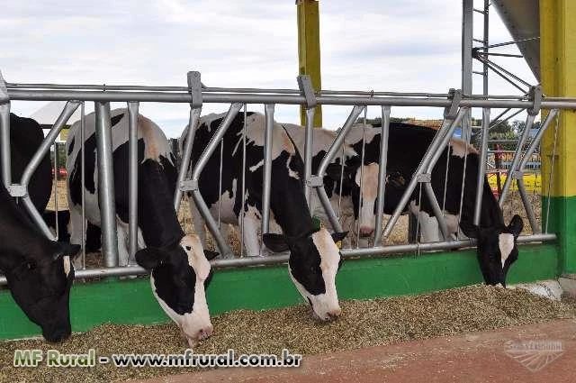 Canzil Automático Galvanizado à Fogo