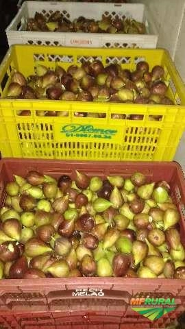 Vendemos figo maduro e verdes Imagem Vendemos figo maduro e verdes
