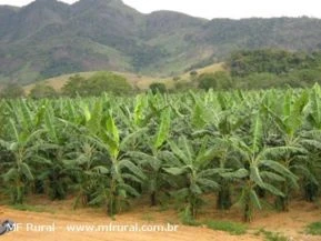 MUDAS DE BANANAS RESISTENTES PRONTAS PRA PLANTAR COM 15 CM EM SACOLAS 14x20