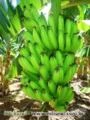 Mudas De Bananas
