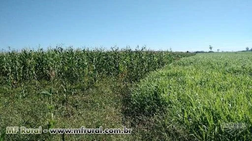 Fazenda 500 ha no MT