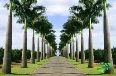 MUDAS DE PALMEIRA IMPERIAL Imagem MUDAS DE PALMEIRA IMPERIAL