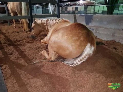 Maravalha de coco - serragem - cama para cavalo - cama de frango - cama de bovinos - cama de ovinos