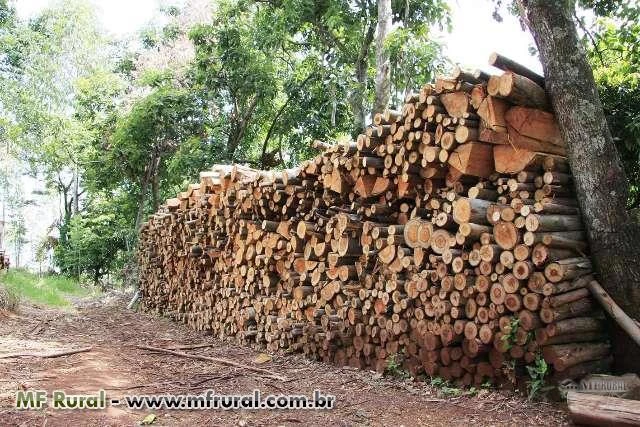 800 mil cúbicos de lenha de eucalipto